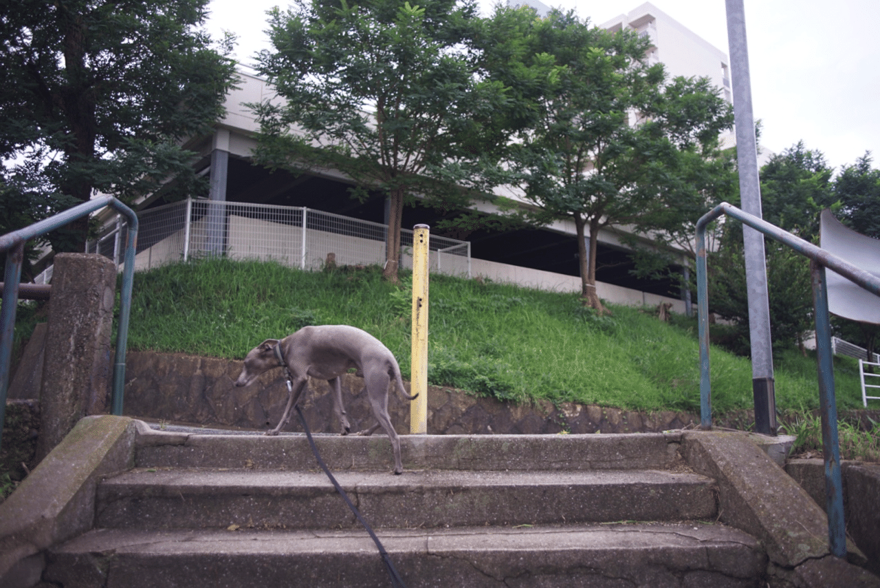 ヤシカ　Yashica DSB 28mm F2.8 オールドレンズ ヤシカ Yashica DSB 28mm F2.8 オールドレンズ
