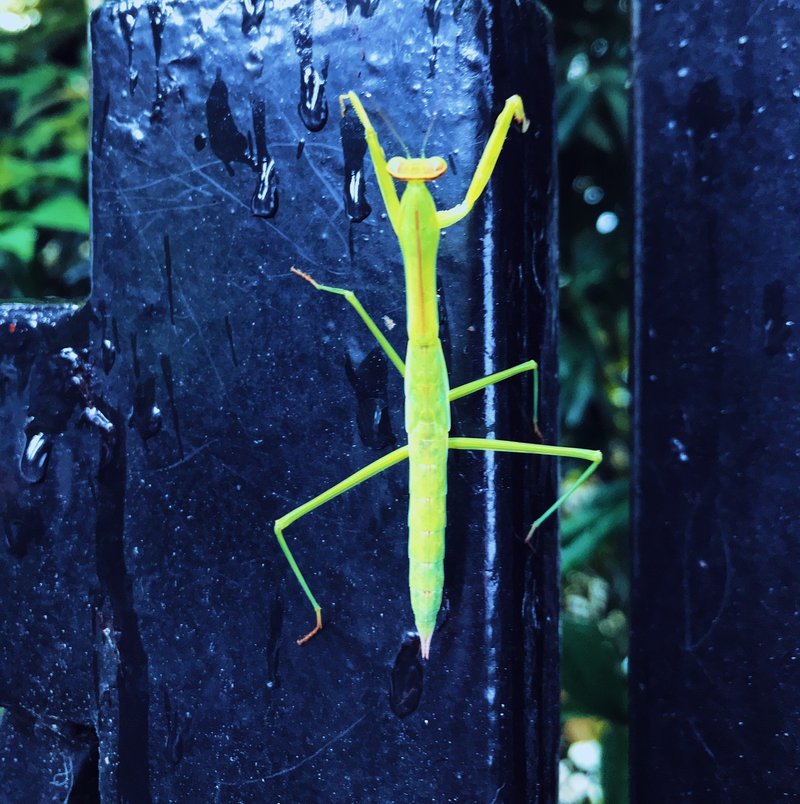 カマキリ