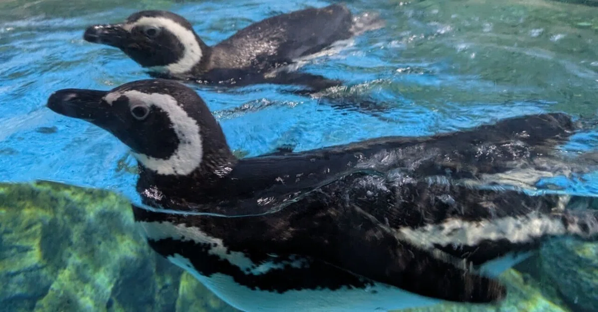 [Penguin Meister Grade 3 Preparation] How to Identify the Genus ...