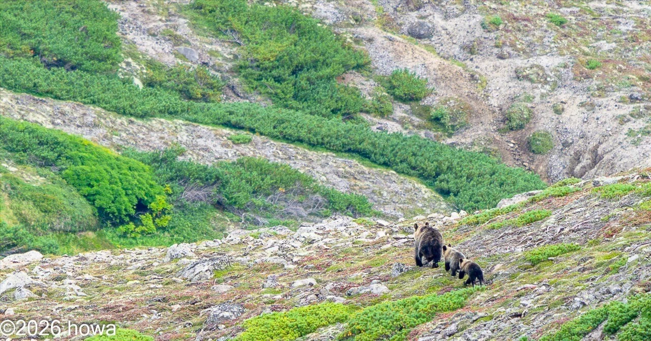 Three Backs: Ezo Brown Bear Parent and Cubs｜ほわ｜フォトグラファー