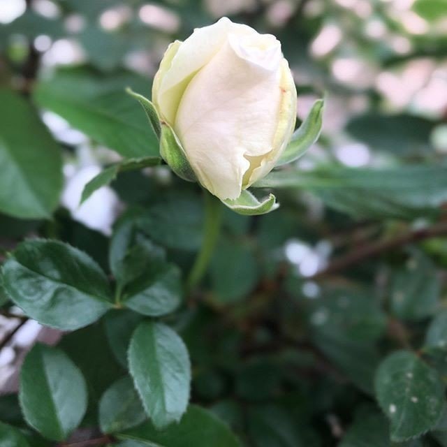 バラの蕾 が おーさん Note