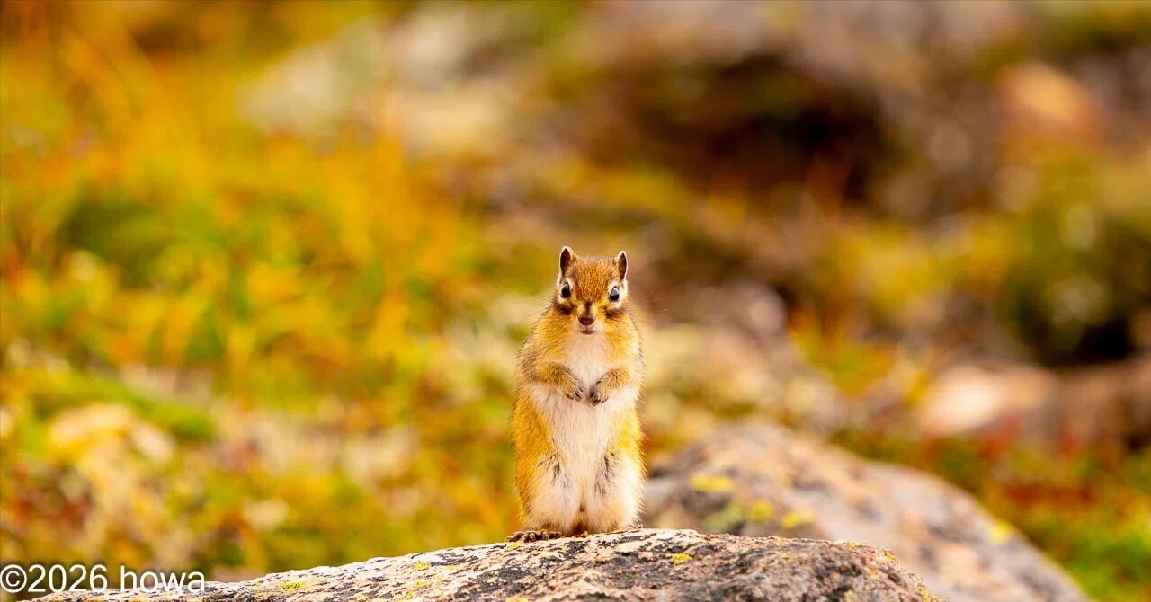 Autumn-Colored Stage: Siberian Chipmunk｜ほわ｜フォトグラファー