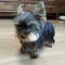 toshi