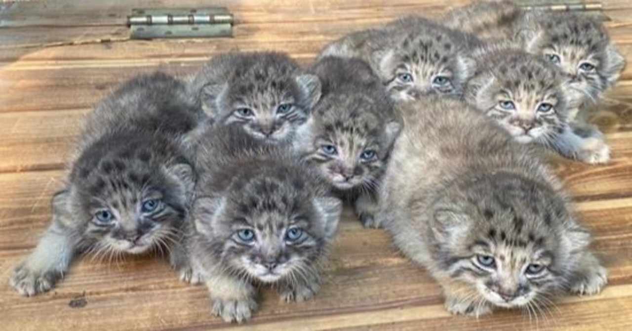 おそロシア の新着タグ記事一覧 Note つくる つながる とどける