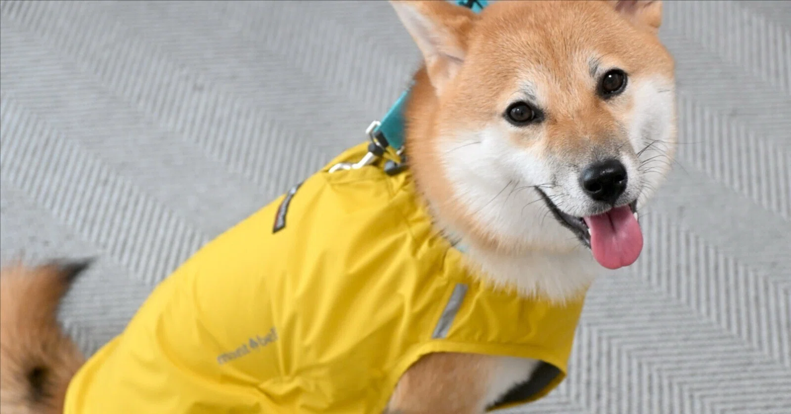 モンベルの犬用レインポンチョを買ってみた！｜ろんすた＠変デジ研究所
