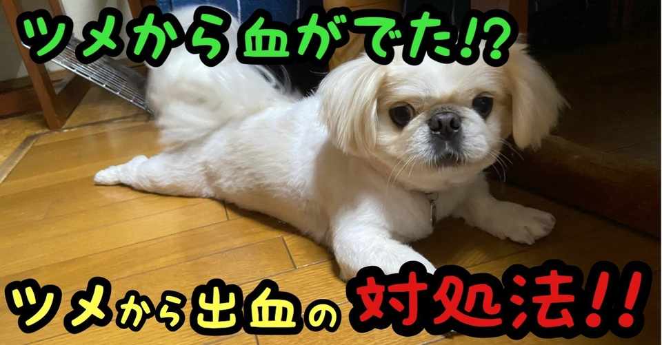 爪から血がでた 爪からの出血の対処法 ドッグライフサポーター 獅子パパ Note