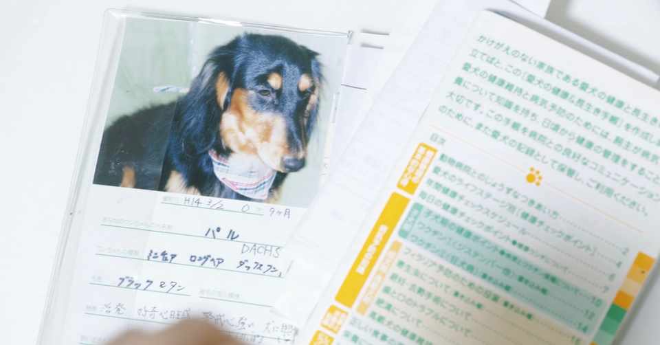 19歳のミニチュアロングヘアダックスフンドの話 Msk Note