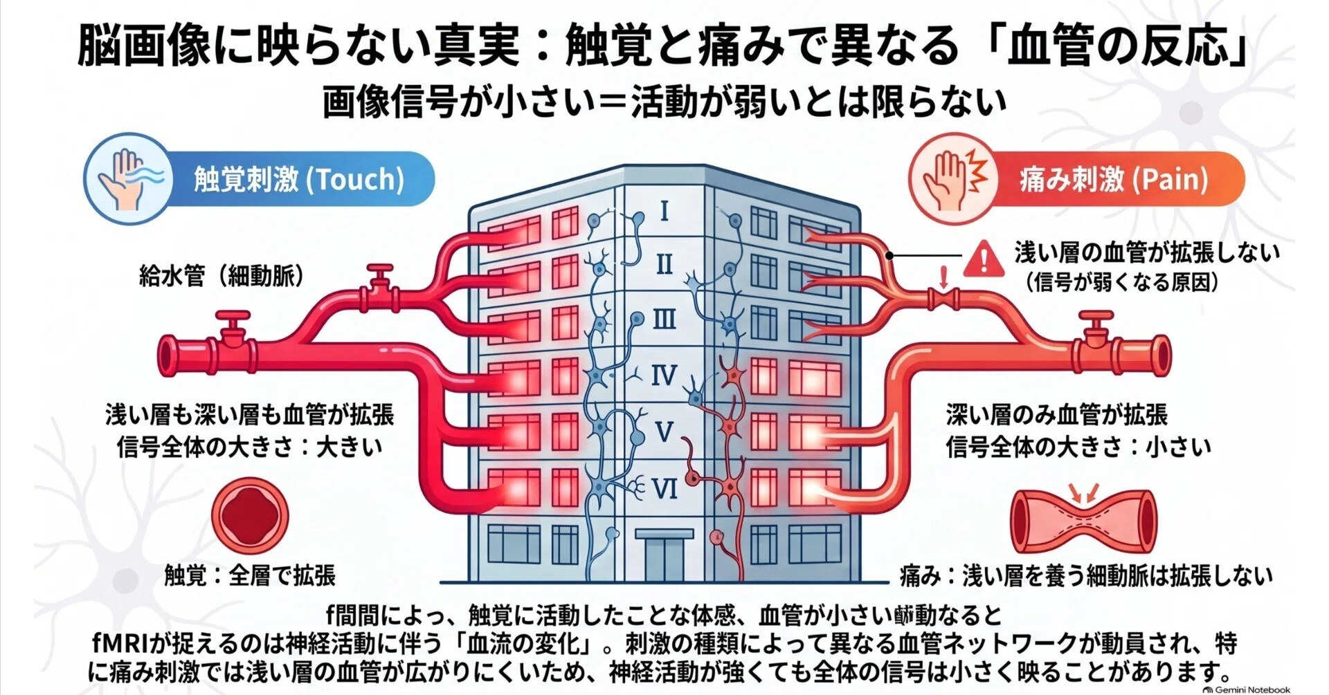 触覚と痛みで血管が違う動きをする？脳の血流に隠されたメカニズム
