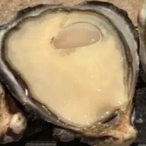 タチバナミユ