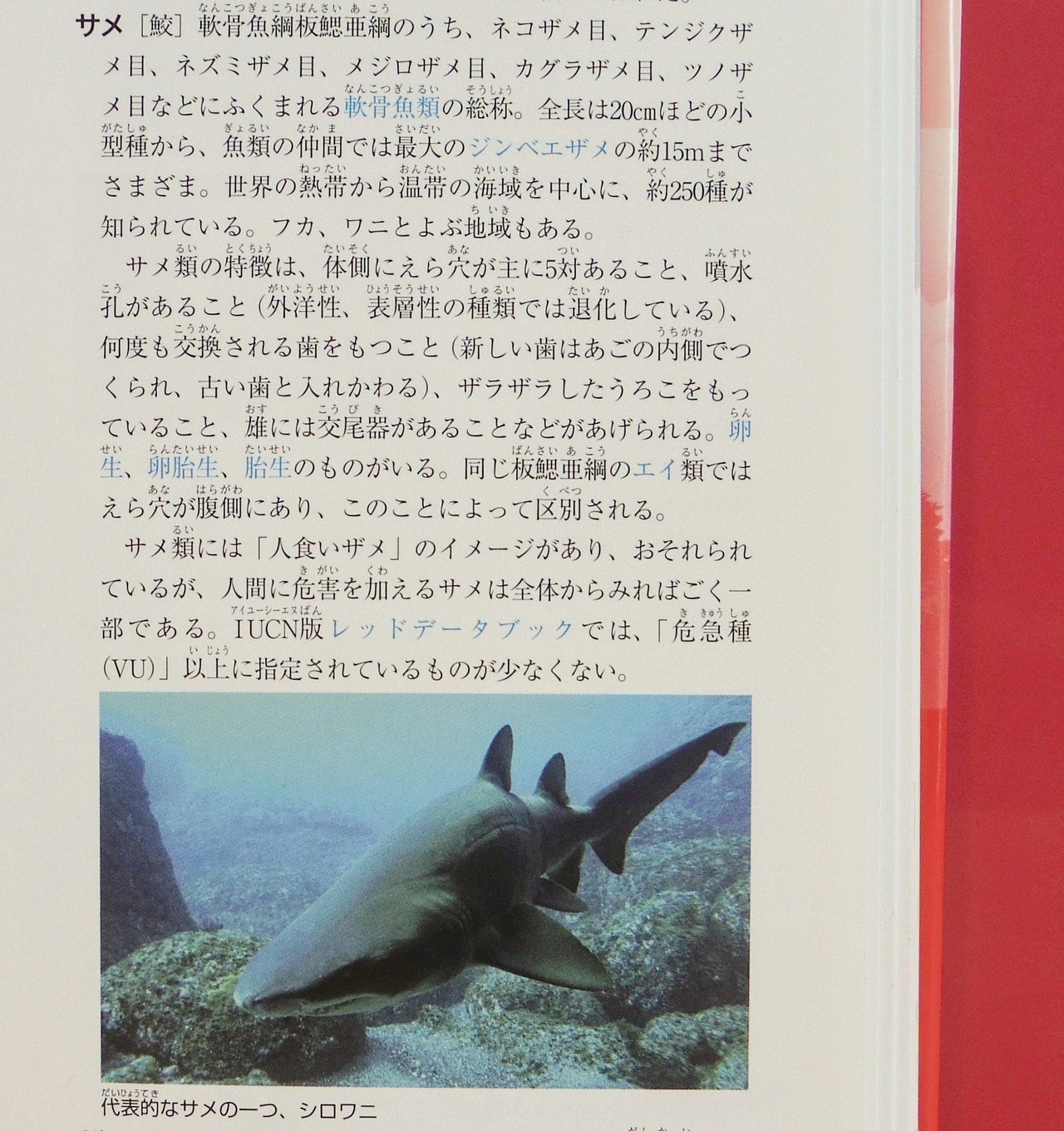 はじめまして 元サメ飼育係 新米編集者のa子と申します ポプラ社図書館部 学びの編集室 Note はじめまして 元サメ飼育係 新米編集者のa子と申します ポプラ社図書館部 学びの編集室 Note