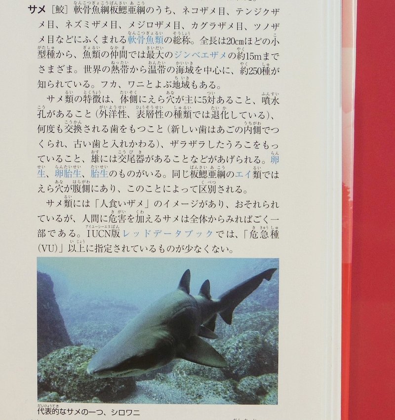 はじめまして 元サメ飼育係 新米編集者のa子と申します ポプラ社図書館部 学びの編集室 Note