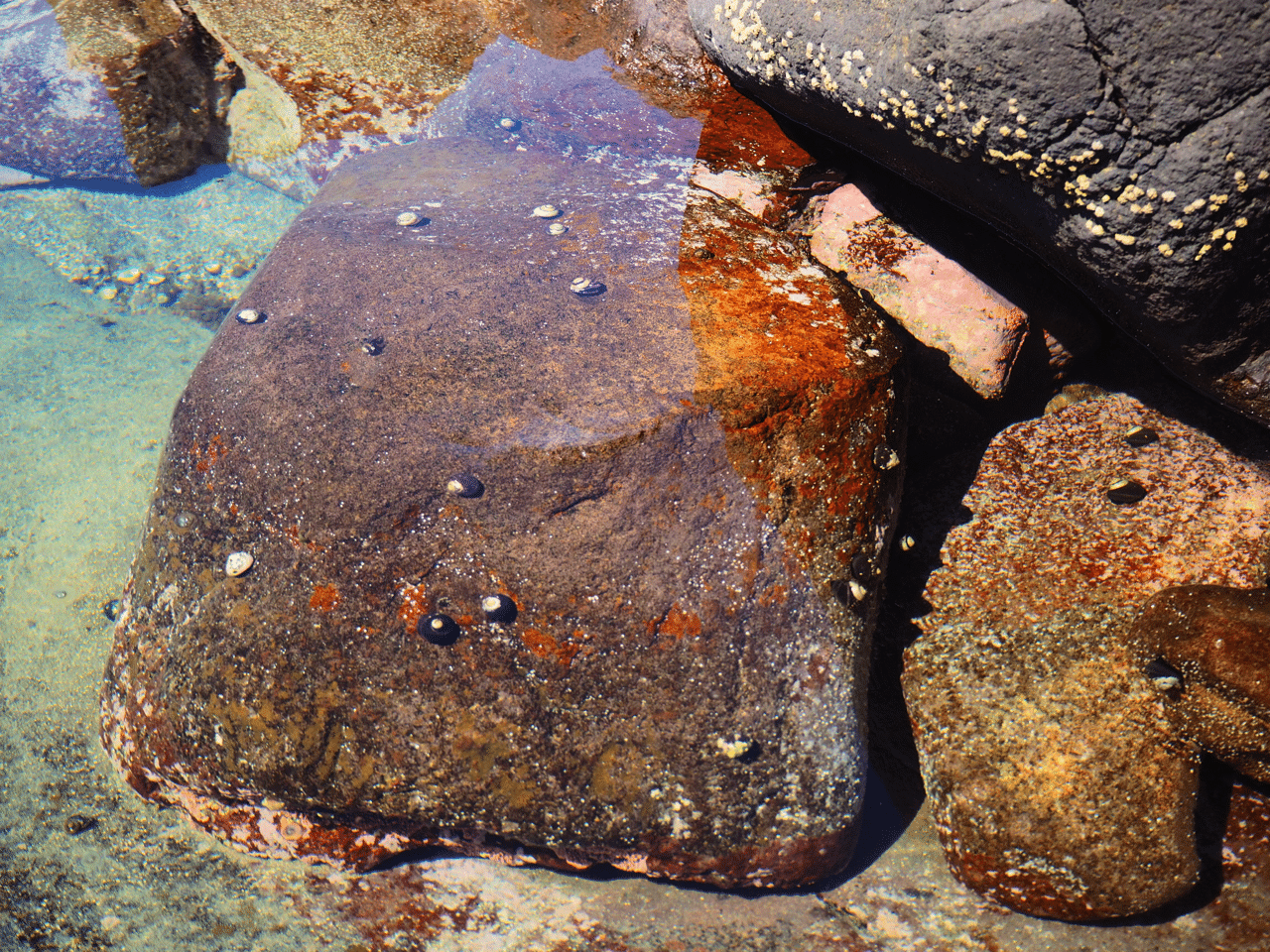 利尻島ぐらし １９ 大人も夢中になれる 磯ツブ貝採り 西表島ぐらし りいむ Note