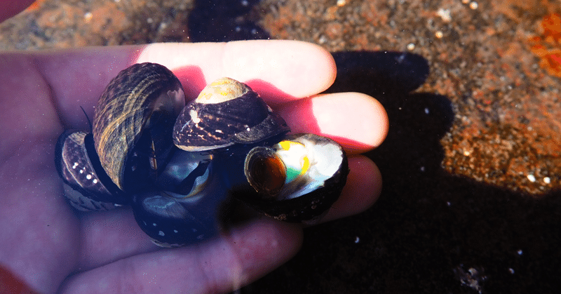 利尻島ぐらし １９ 大人も夢中になれる 磯ツブ貝採り 宮古島ぐらし りいむ Note