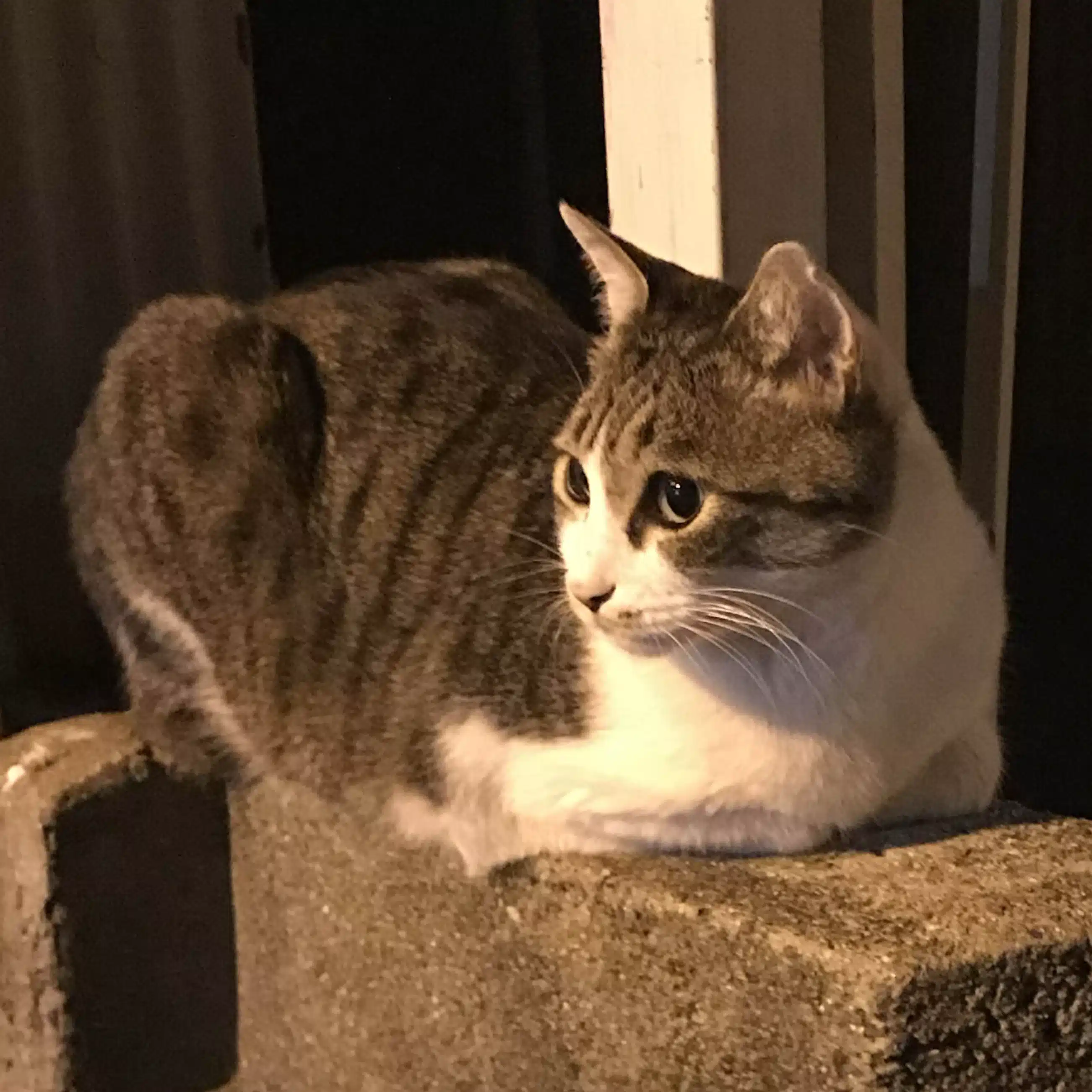 コバヤシ