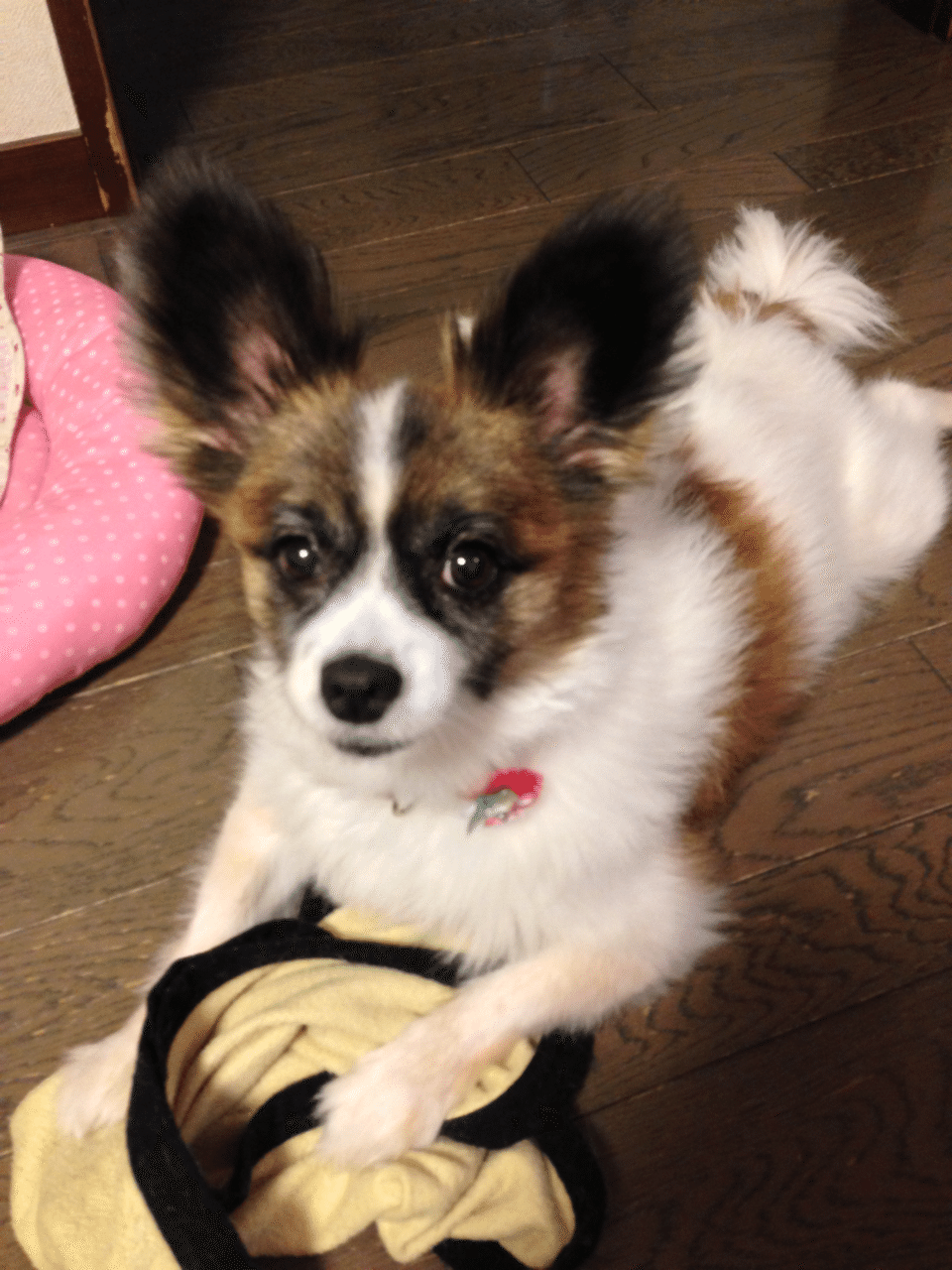 Lineの部屋で 犬が死んだ日 透 Toru Note
