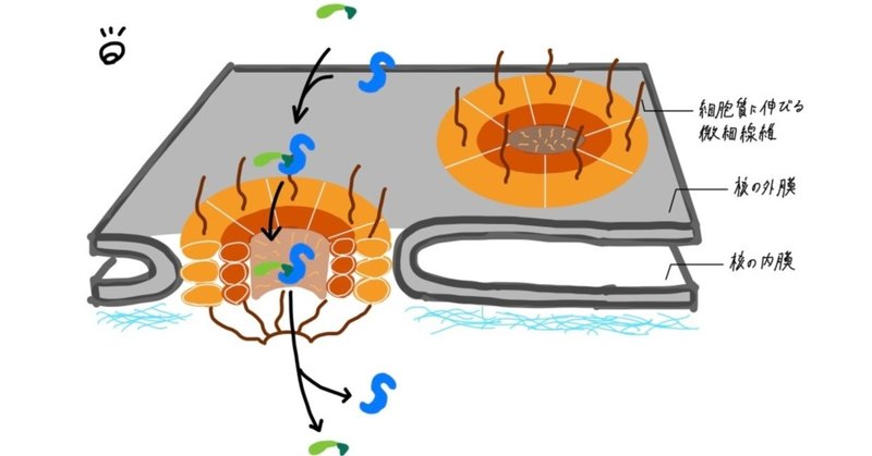 分子細胞生物学　4.膜間の物質の移動（図）