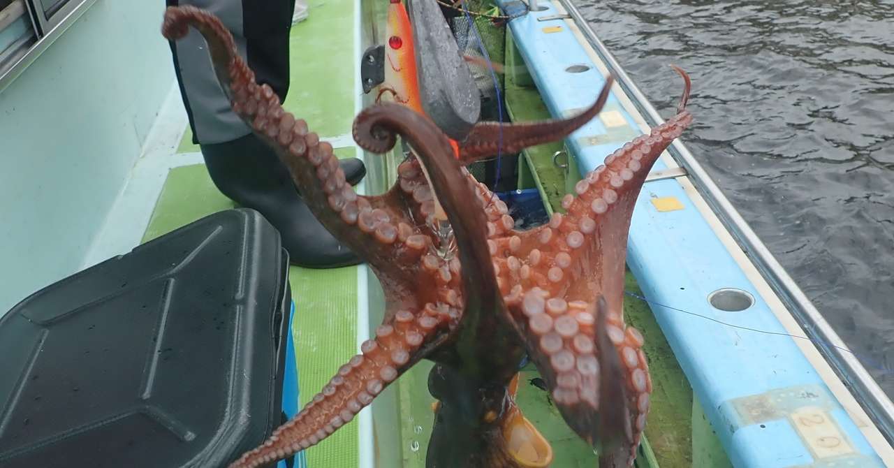 東京湾のタコエギ 蛸餌木 釣り入門 黒川本家 玉置標本 Note