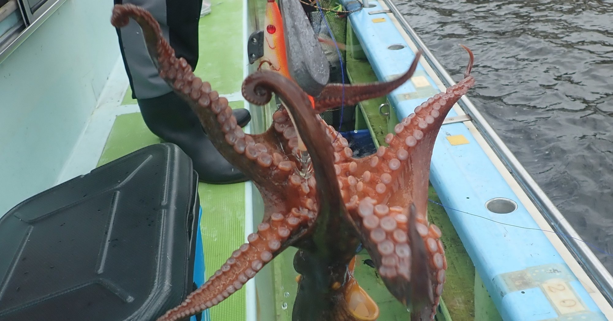 東京湾のタコエギ 蛸餌木 釣り入門 黒川本家 玉置標本 Note 東京湾のタコエギ 蛸餌木 釣り入門 黒川本家 玉置標本 Note