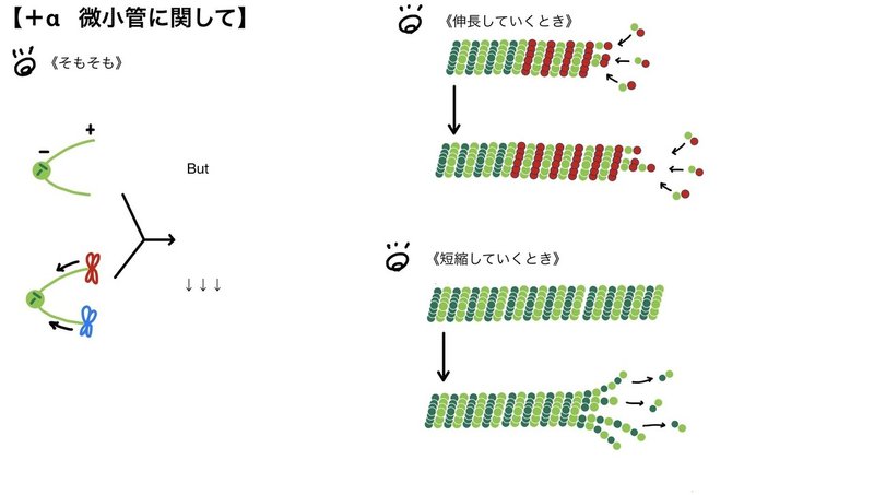 分子細胞生物学 6 A 図 狐の医学生物 Note