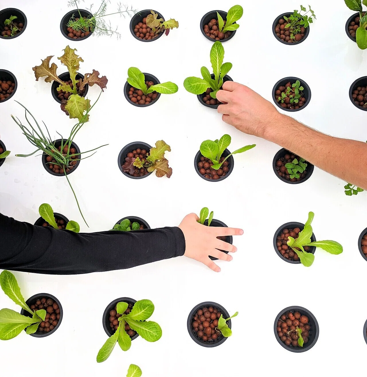 The Association for Urban Farming Vertical Hydroponics Tel Aviv
