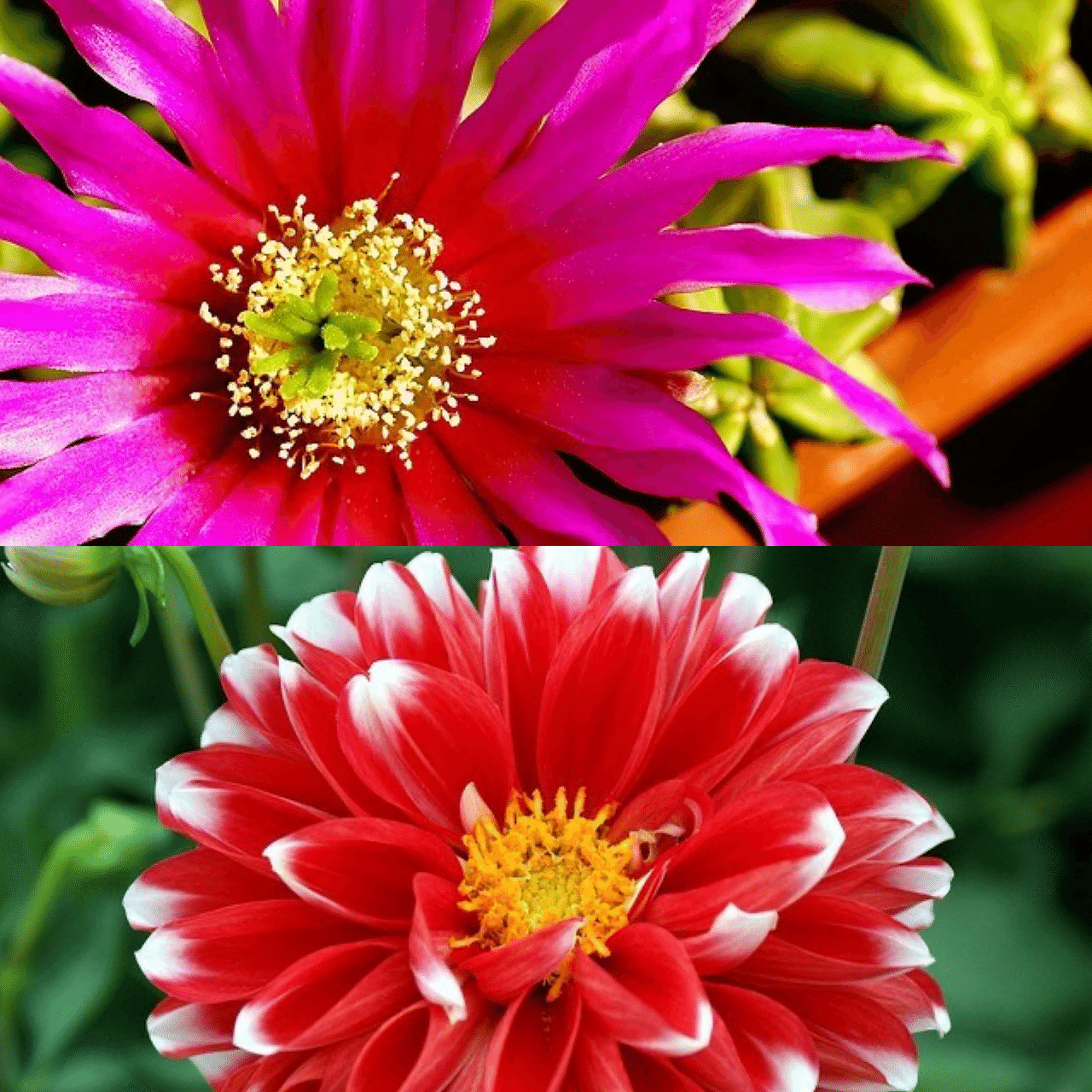 7月29日お誕生日の方おめでとうございます 今日の誕生花の花言葉は サボテン 燃える心 偉大 暖かい心 枯れない愛 ダリア 華麗 優雅 気品 移り気 不安定 今日も素敵な1日になりますように Monstera18 Note 7月29日お誕生日の方おめでとうございます 今日の誕生花の花言葉は サボテン 燃える心 偉大 暖かい心 枯れない愛 ダリア 華麗 優雅 気品 移り気 不安定 今日も素敵な1日になりますように Monstera18 Note