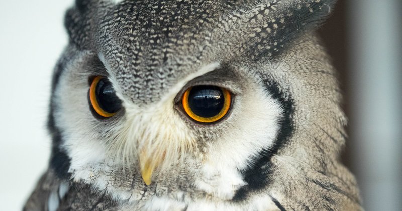 掛川花鳥園 Bun Bun Note