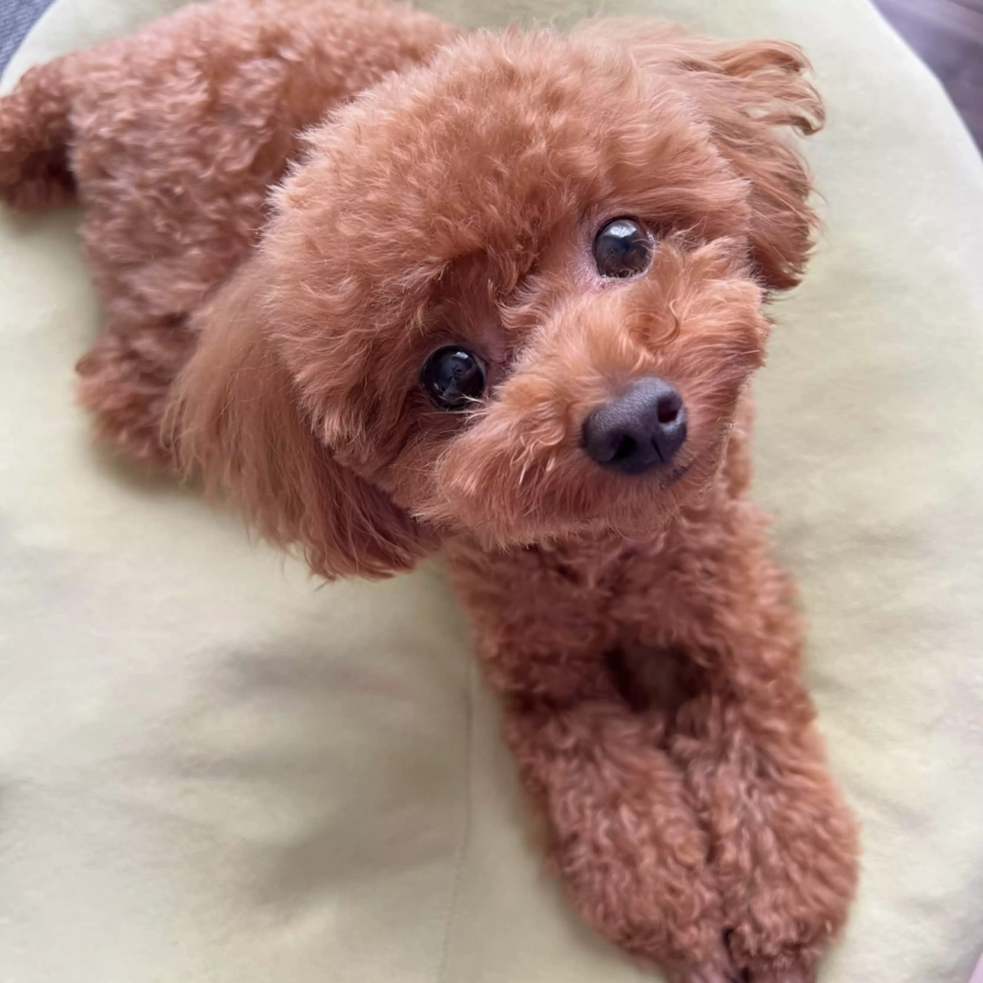 Coco_style