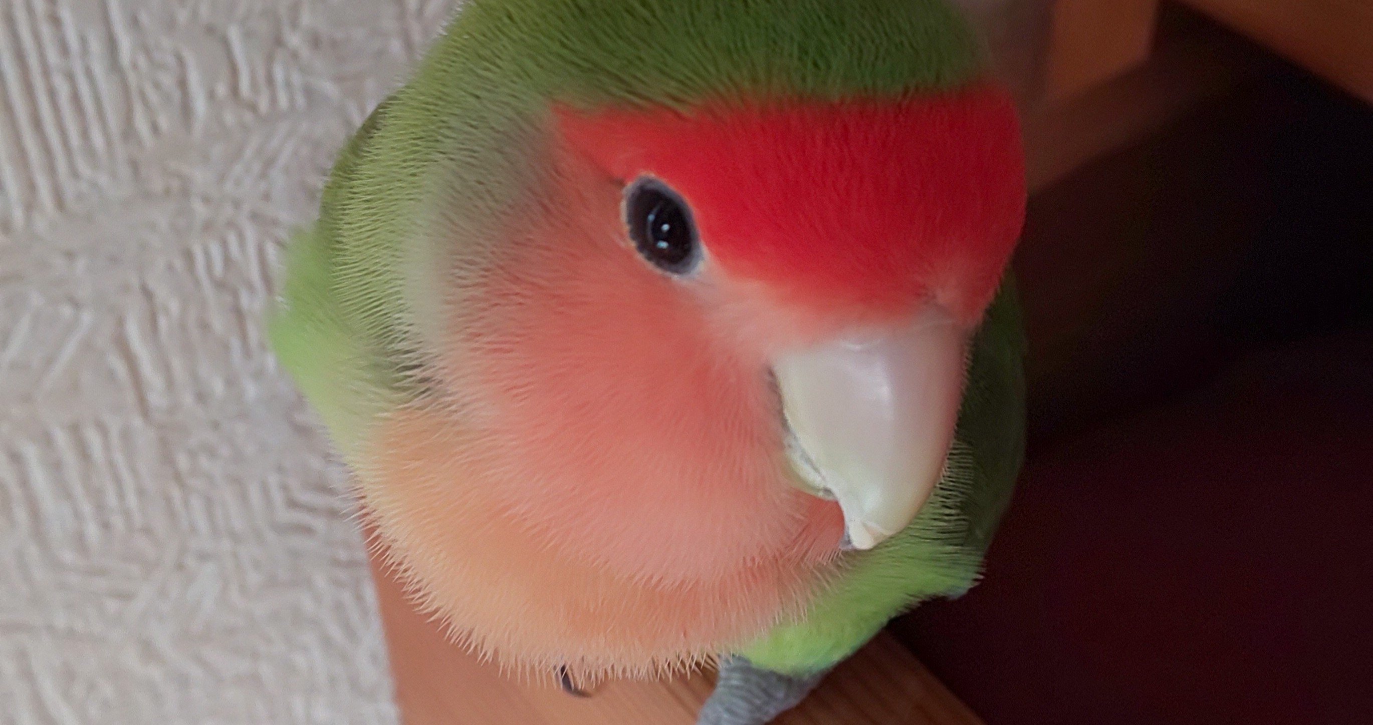 インコと暮らすまで アオ Note