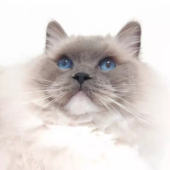 鹿の子