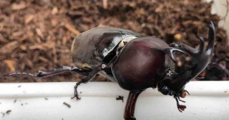 カブトムシ 予想を超えて強くて痛い つがいの飼育セットの作り方 脱走対策 つりタコ Note カブトムシ 予想を超えて強くて痛い つがいの飼育セットの作り方 脱走対策 つりタコ Note
