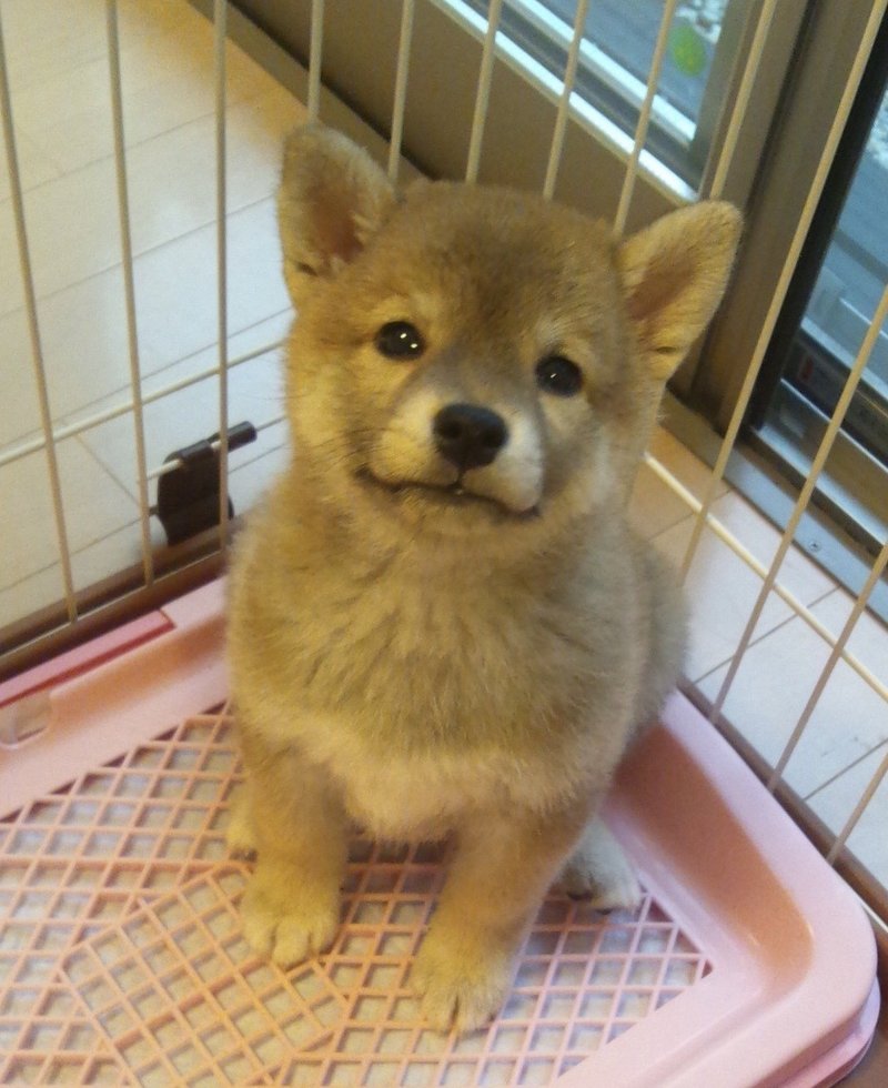 Vol 36 天然記念物を飼う ことのは劇場 Note