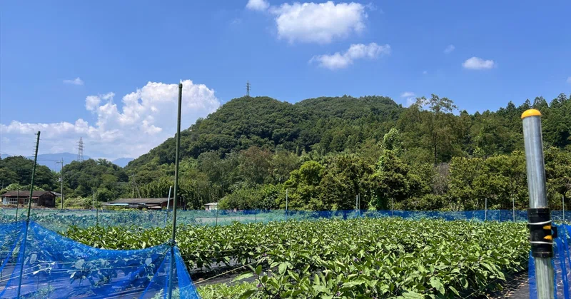 おひさ