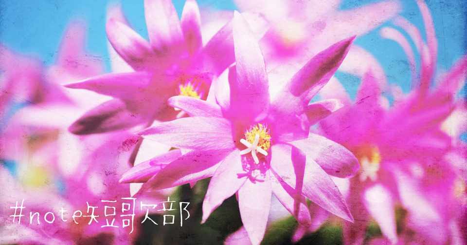短歌 7月29日 誕生花はサボテン Note短歌部 御子柴 流歌 Note