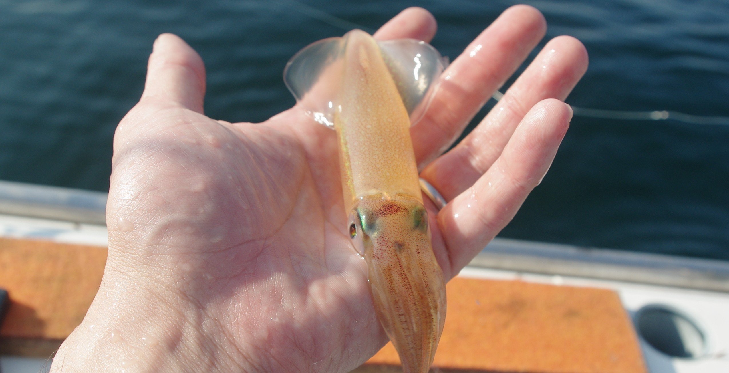 ライトマルイカ釣り入門 志平丸 玉置標本 Note