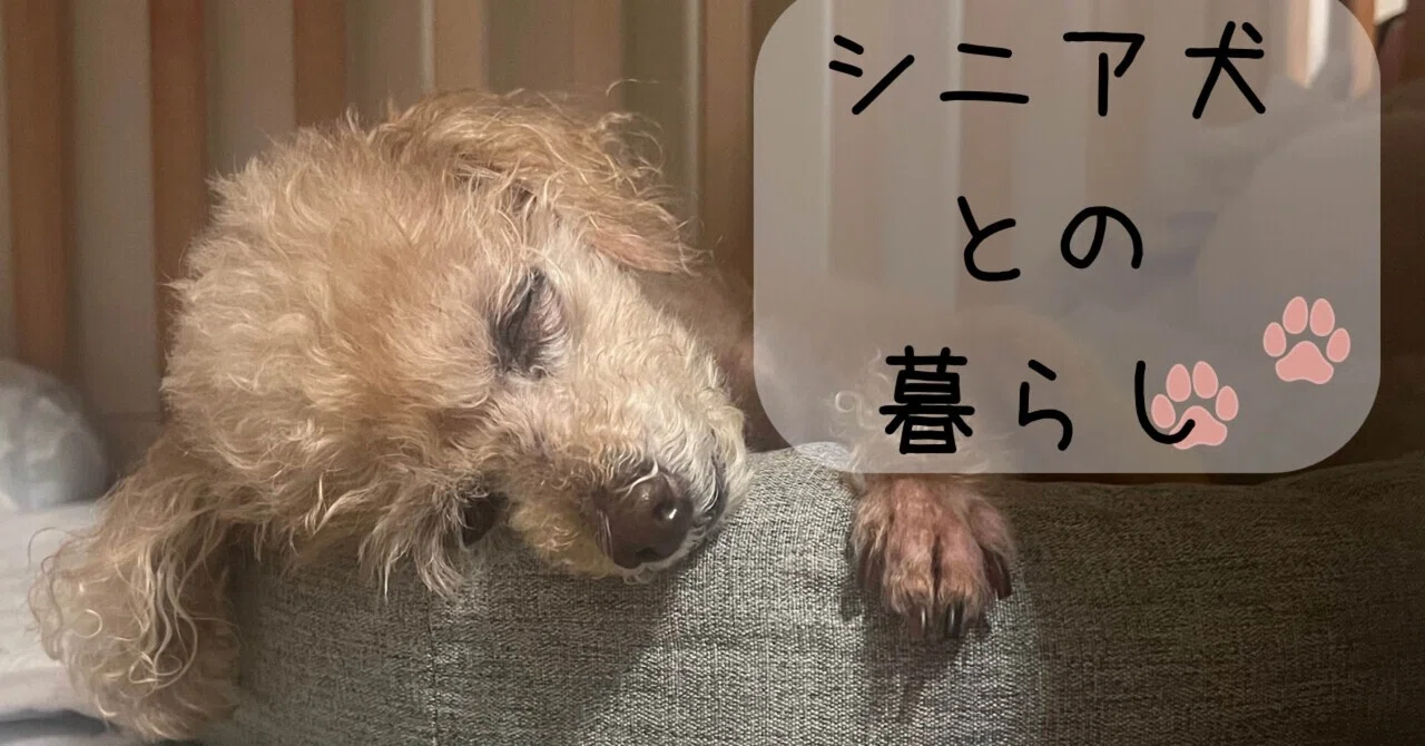 Living with a Senior Dog | Husband's Reflection｜たややん