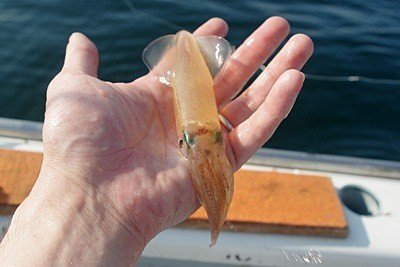 ライトマルイカ釣り入門／志平丸｜玉置標本：私的標本