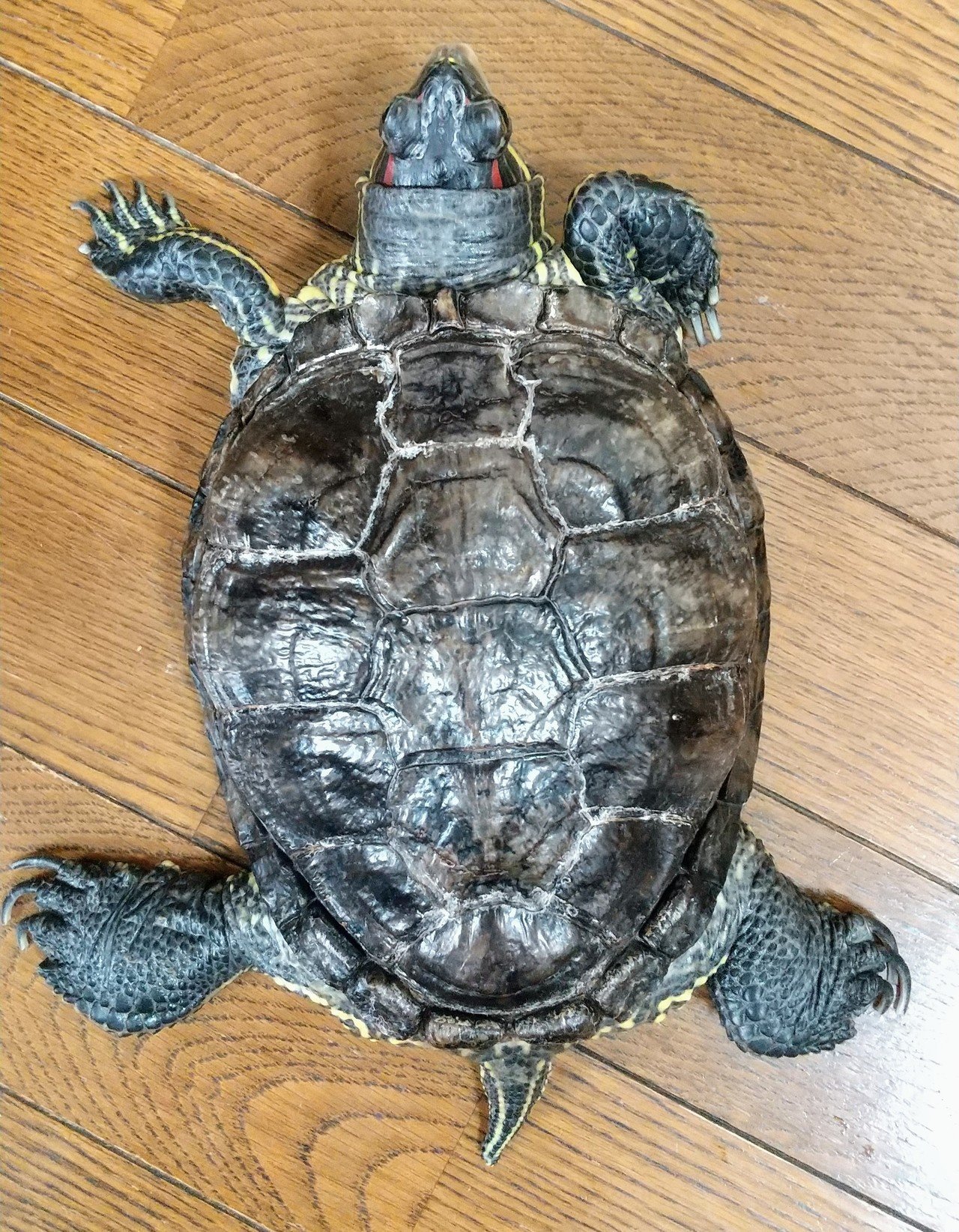 7月最後の平野カメさん｜まっすぅ✨将軍