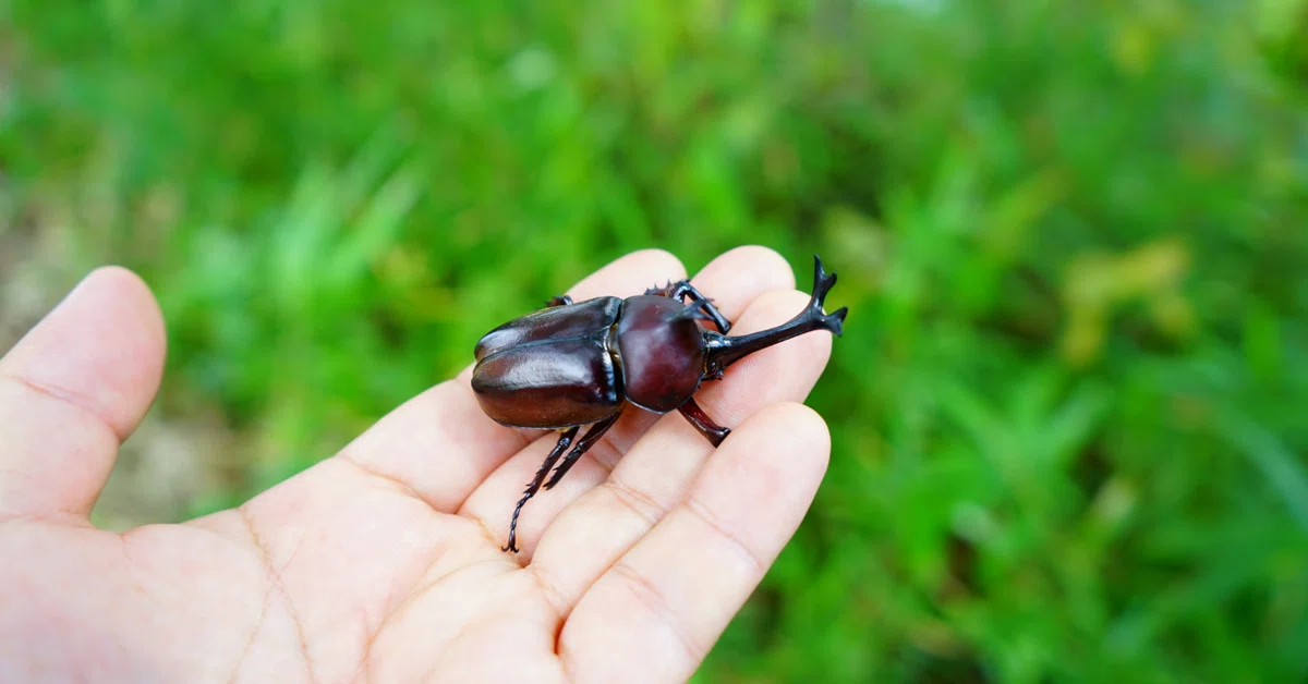 [note] Why AI keeps recommending insect topics to me｜音色