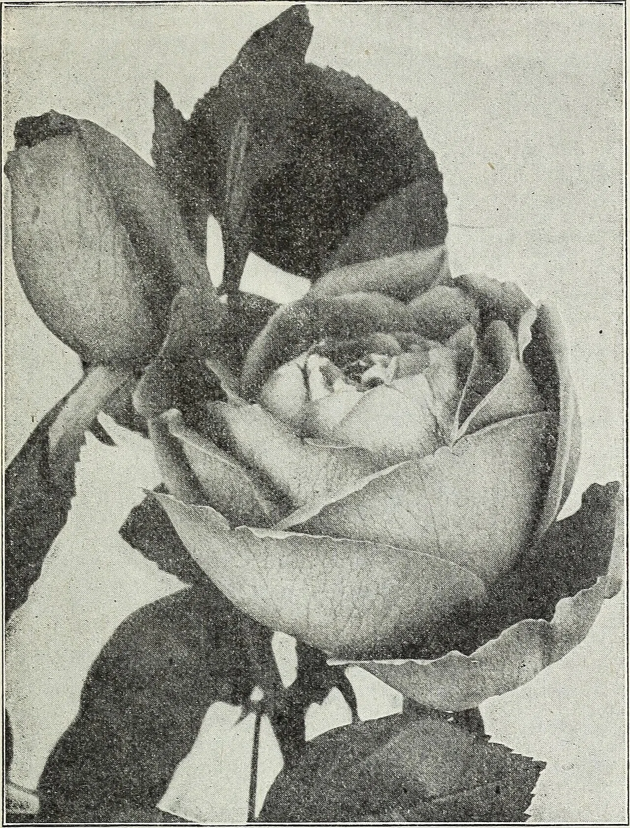 大きなバラの花を黒い葉とともに写した1930年の種苗カタログの図版。園芸カタログという記録文化を示すが、作物のデジタル化とはややずれる。
