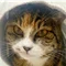 ぼくとらみ