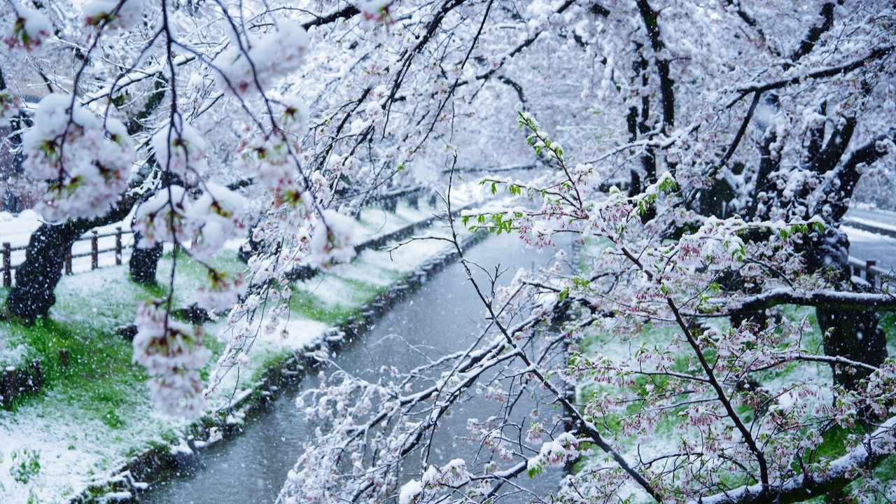 ベーシックプラン