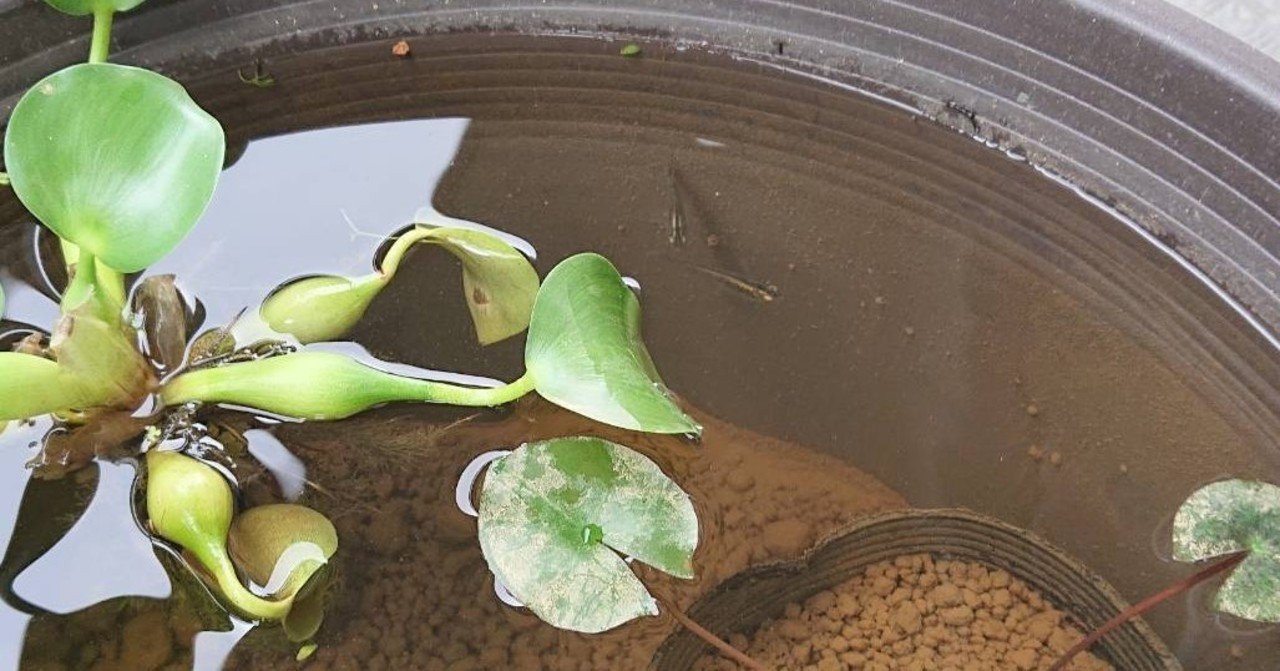 パイロットメダカをお迎え にしはる Note