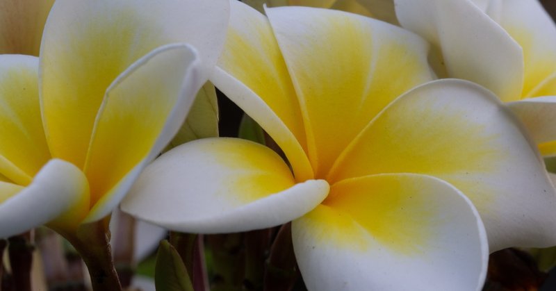 8月の誕生花と花言葉 Taku Note