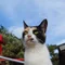 ノートアカウント