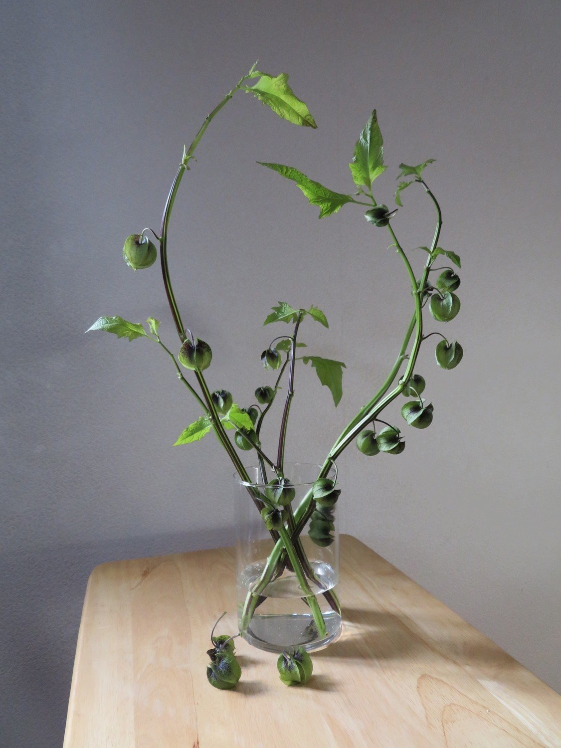 黒ほおずきが素敵 花と日々 Yas Note 黒ほおずきが素敵 花と日々 Yas Note