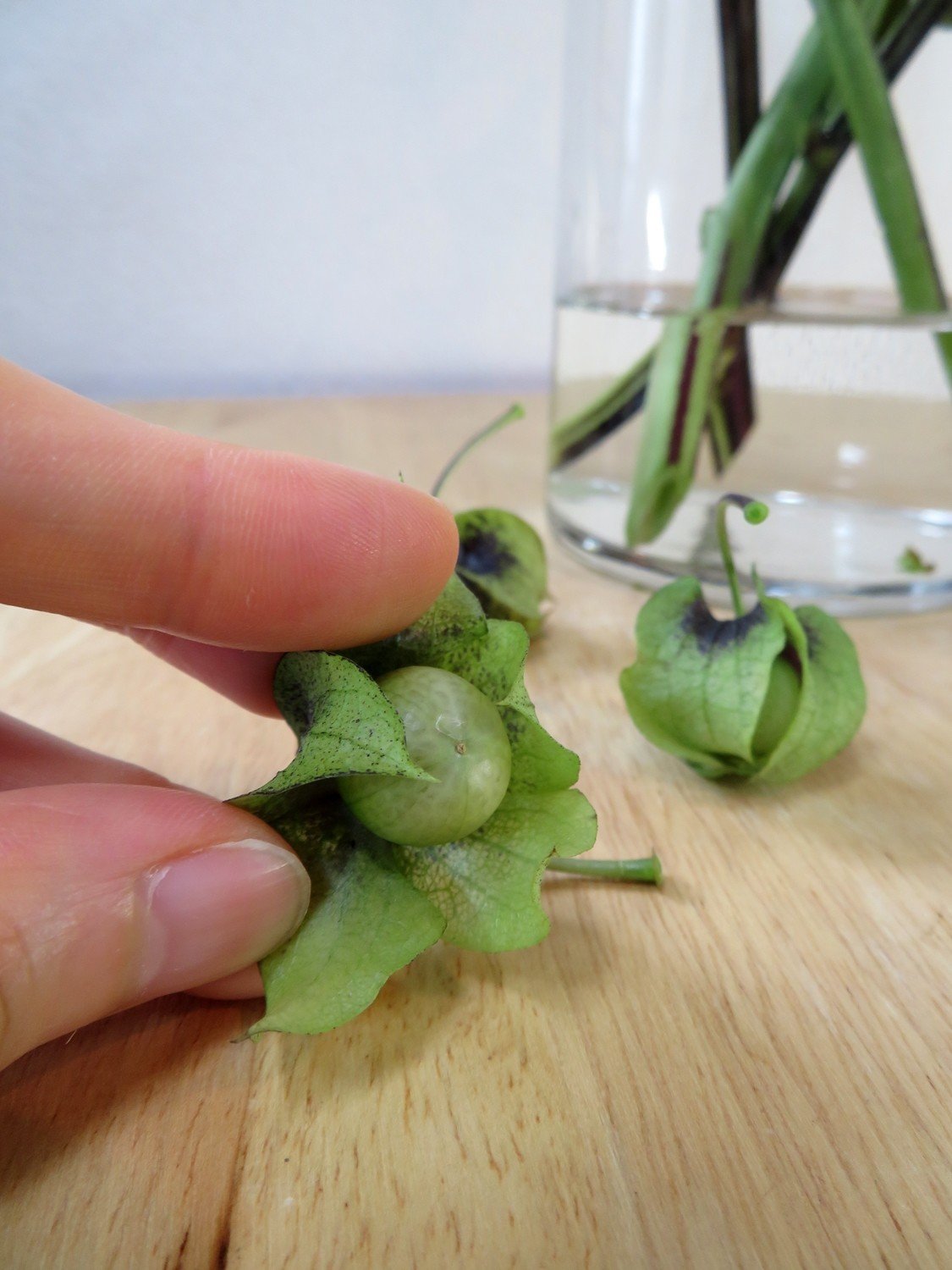 黒ほおずきが素敵 花と日々 Yas Note 黒ほおずきが素敵 花と日々 Yas Note