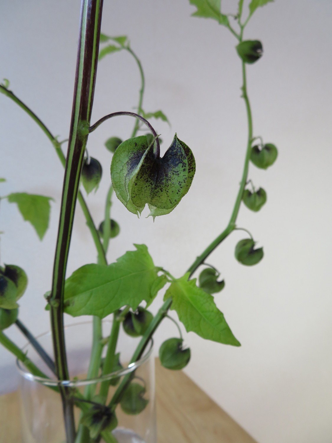 黒ほおずきが素敵 花と日々 Yas Note 黒ほおずきが素敵 花と日々 Yas Note