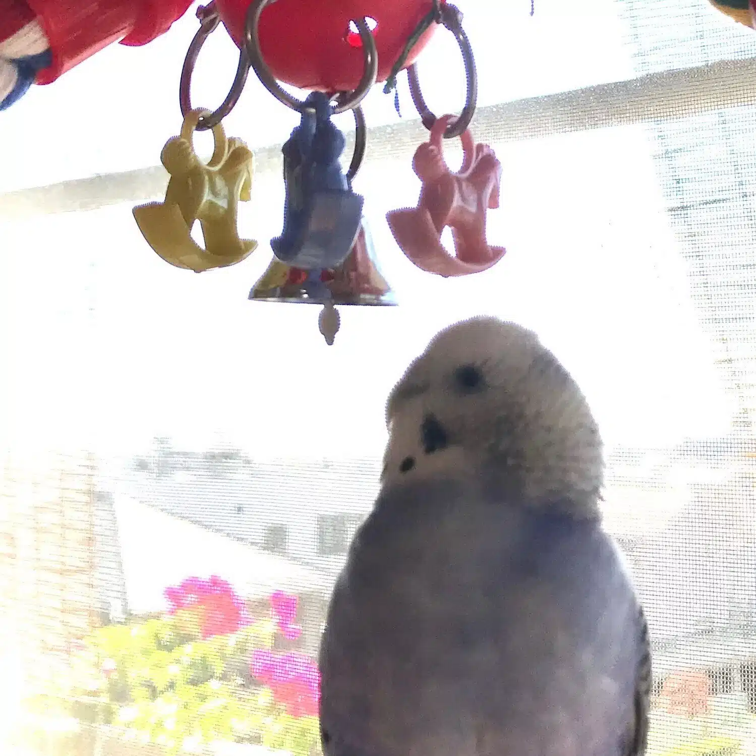 ハナミズキ * .  ＊