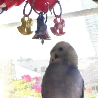 ハナミズキ * .  ＊