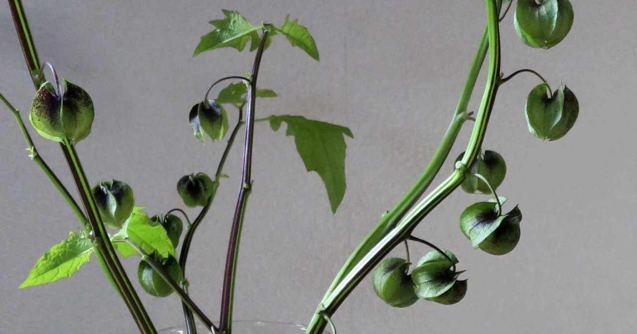 黒ほおずきが素敵 花と日々 Yas Note